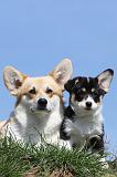 CORGI PEMBROKE 381